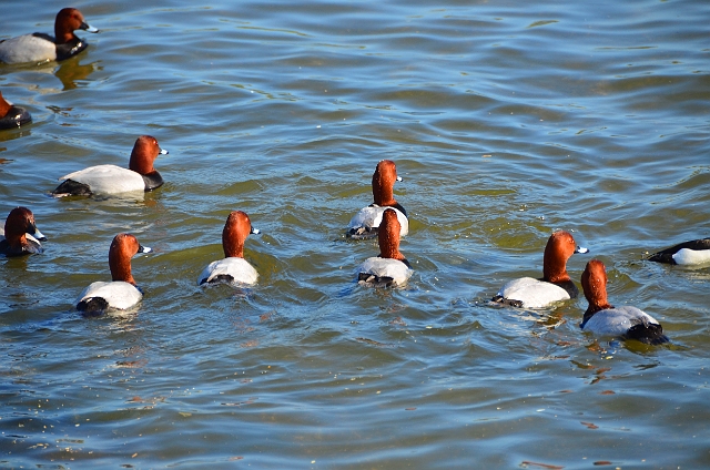 13 04 14_2954_edited-1.jpg - MALE POCHARDS - SWANERY, DORSET - 13.4.14